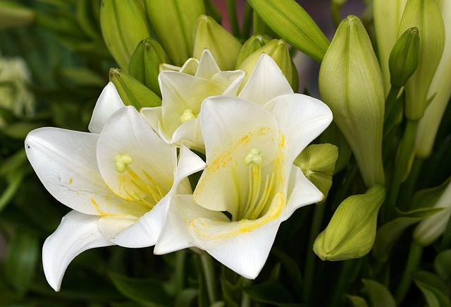 百合花白色花瓣