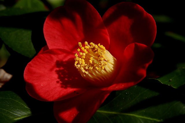 山茶花红花