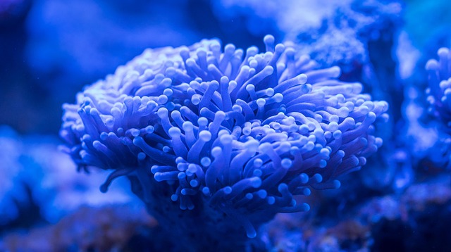 珊瑚息肉水族馆