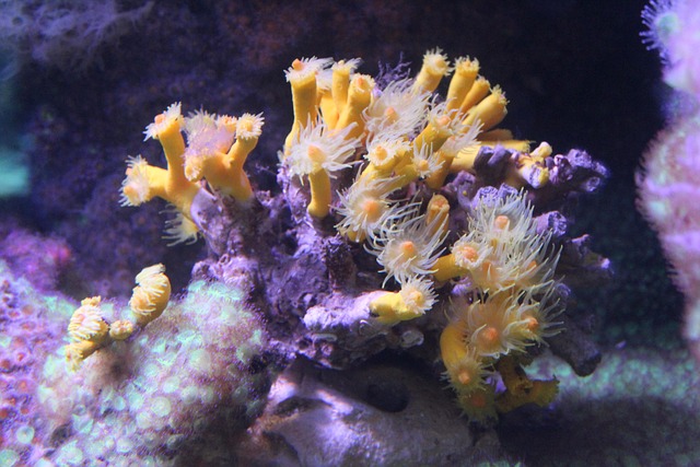 海底海葵珊瑚黄紫色