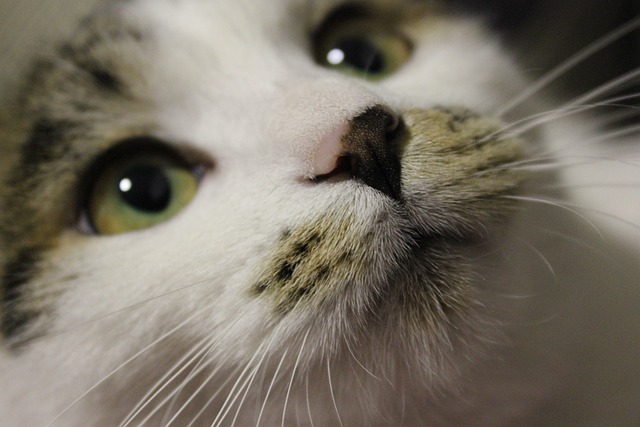 猫可爱的小胡子