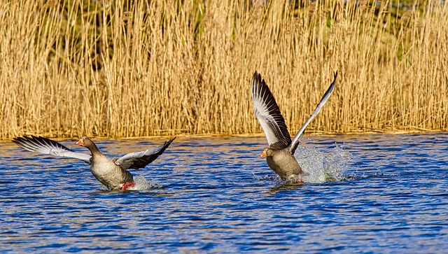 鹅、鸟、动物、水禽