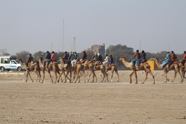 骑自行车圣诞节