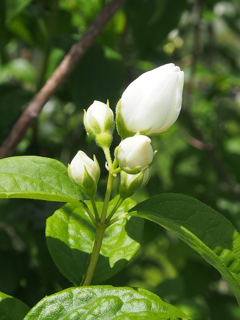 芽白色花朵灌木