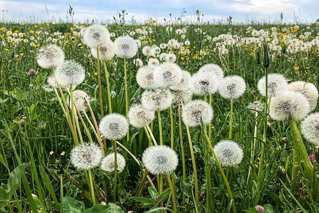 蒲公英草地蒲公英绿色