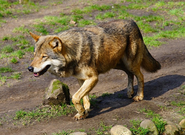 狼捕食者野生动物