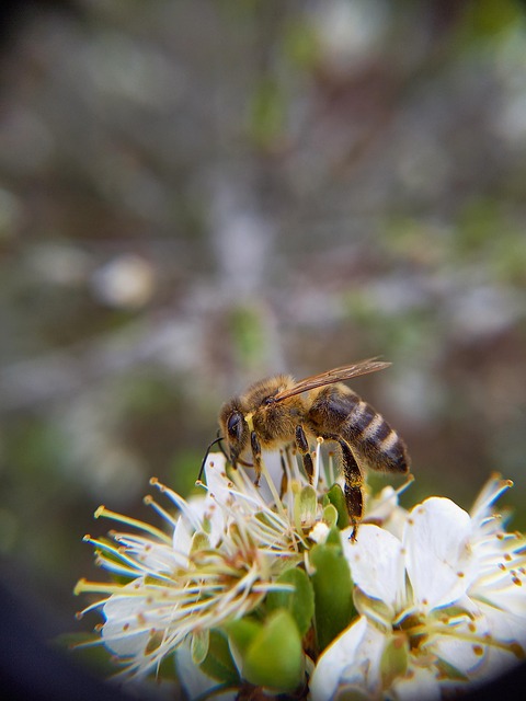 蜜蜂为动物授粉