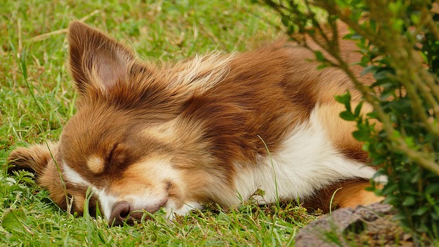 澳大利亚牧羊犬