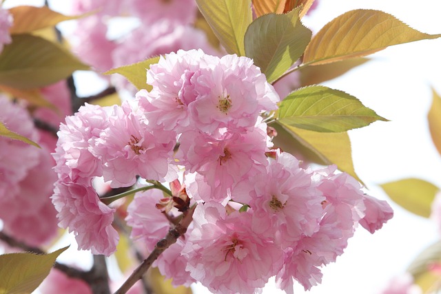 春花自然花