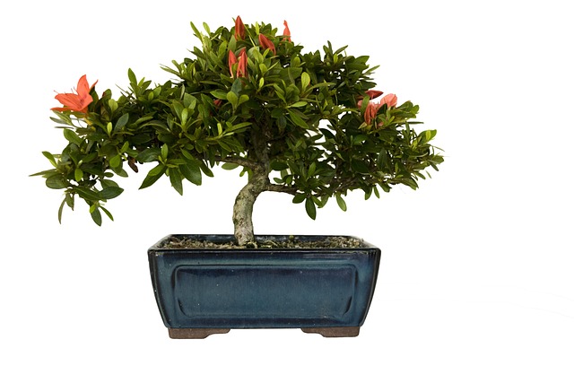 盆景杜鹃花植物叶花