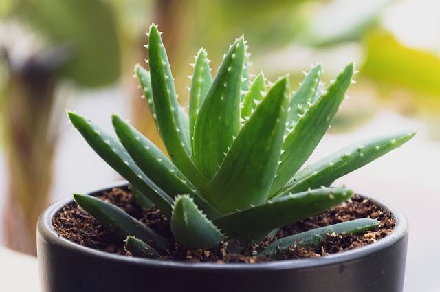 天然植物绿白夏