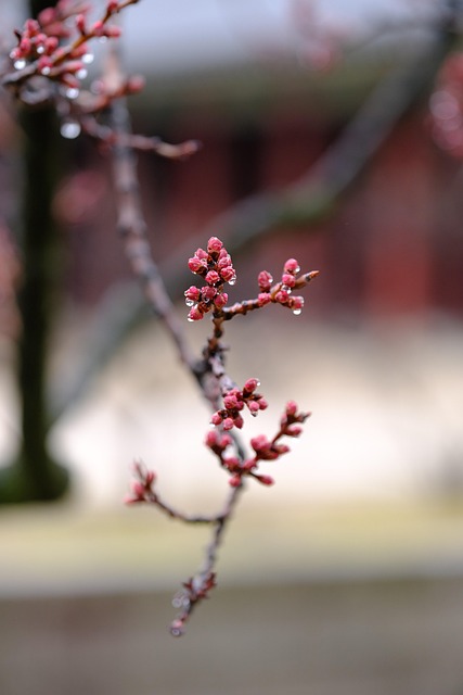 梅花树自然
