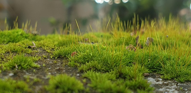 草林地面长满草