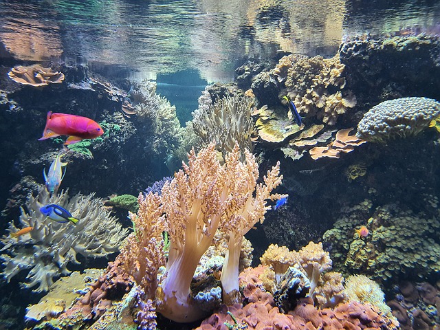 水族馆鱼类珊瑚