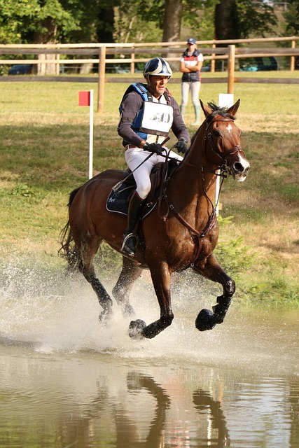 haras du pin国家双头螺柱