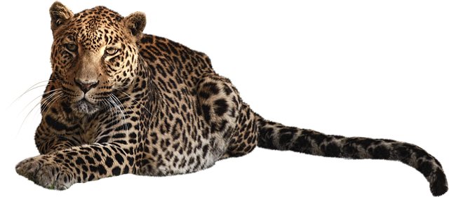 豹猫科食肉哺乳动物