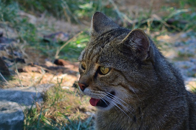 自然野猫食肉动物林