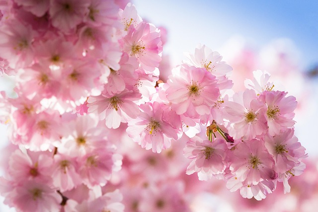 春花绽放自然