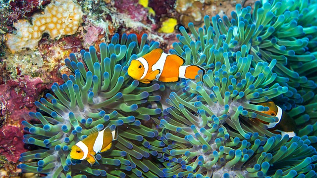 水下潜水海洋自然水肺