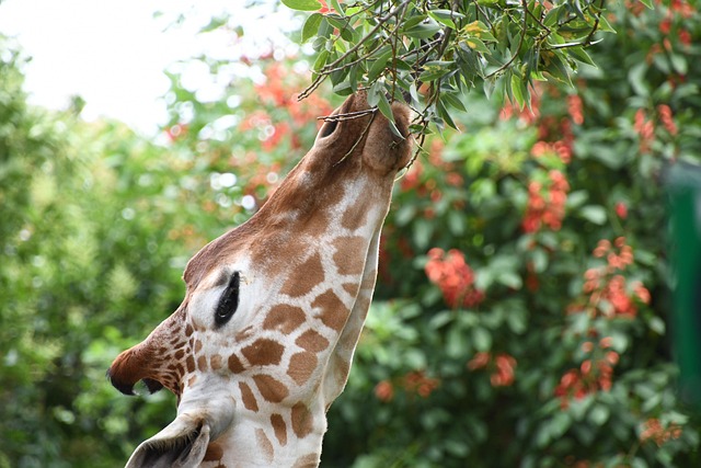 长颈鹿动物动物园树叶吃脸