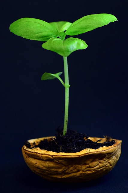 植物小叶自然生长