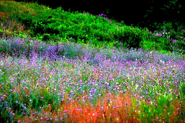 花田草地薰衣草