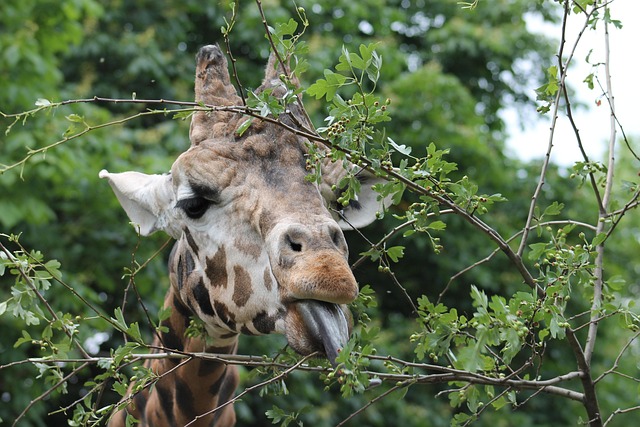 长颈鹿动物野生动物自然