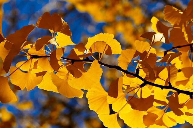 秋叶树季节性