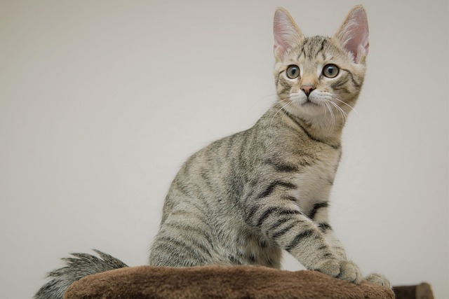 猫小鲭鱼小猫