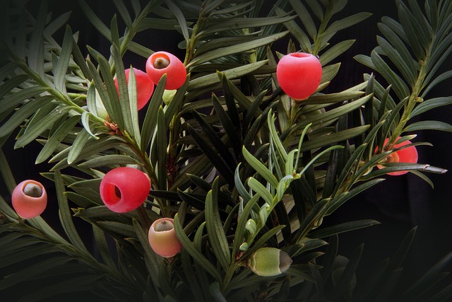 紫杉属植物灌木常绿