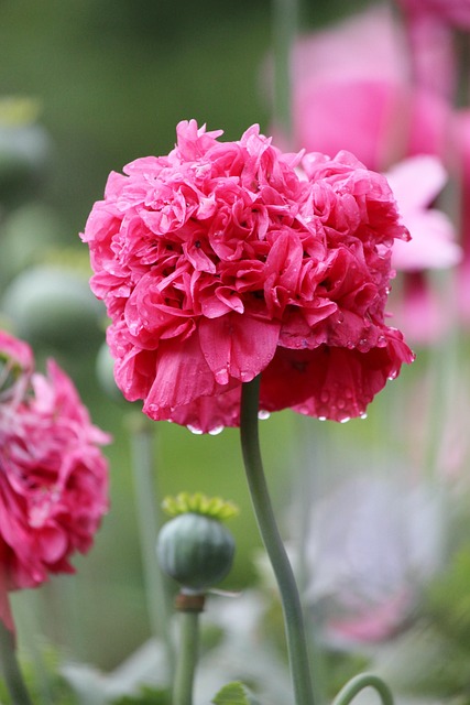 罂粟花粉红色露珠花园