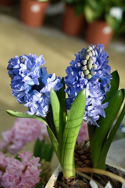 花风信子风信子开花