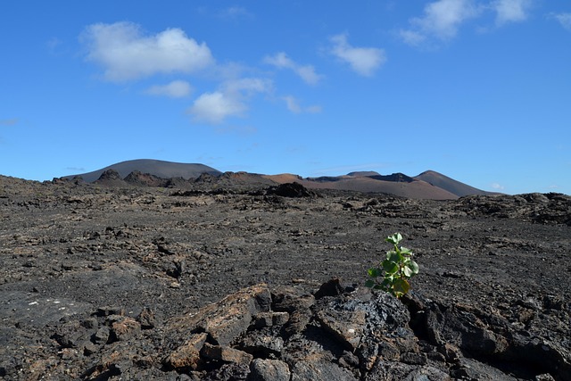 火山植物自然景观