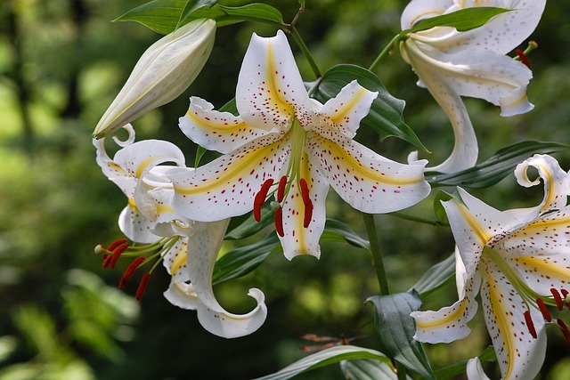 日本天然植物百合