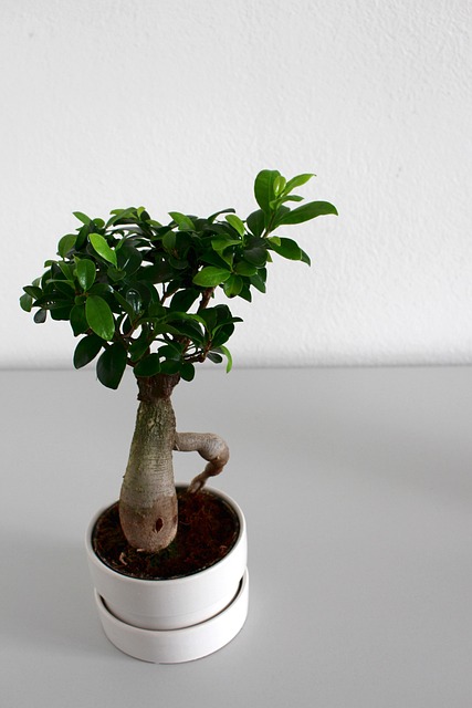 叶生长植物盆栽自然树