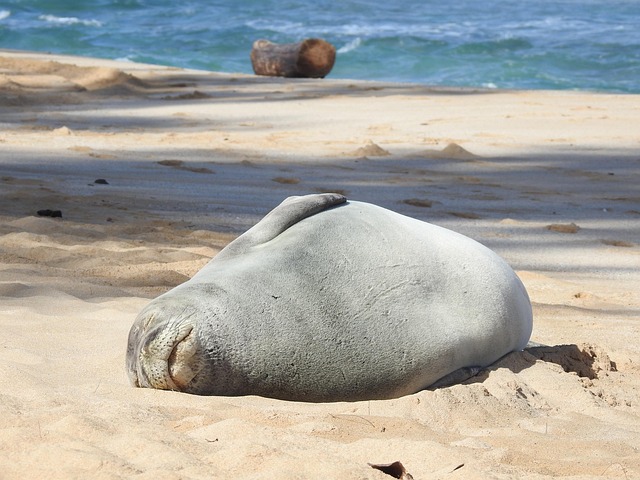 夏威夷僧海豹海洋生物