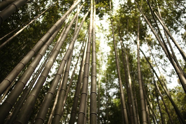 岚山竹日本绿