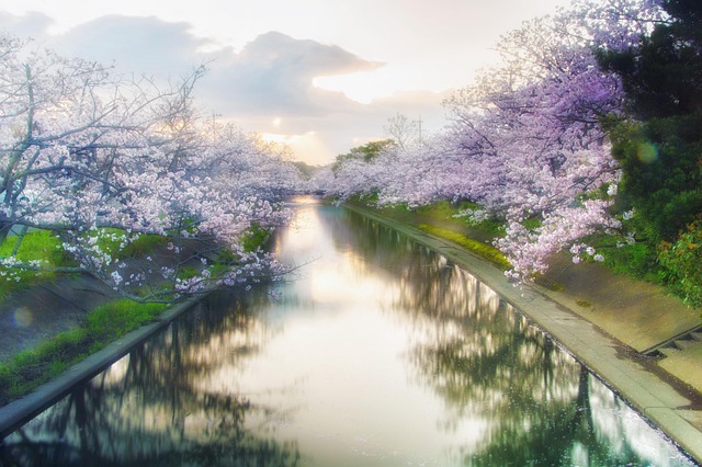 日本樱花