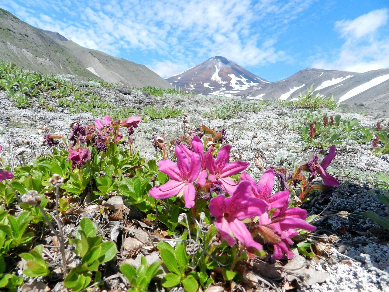 火山脚下的花山
