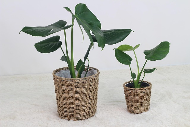 植物叶子自然怪物高