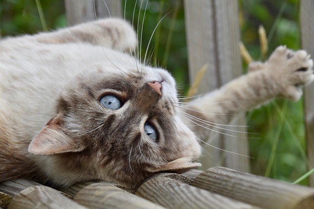 猫宠物猫科动物皮毛