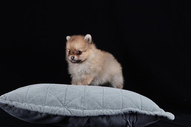 波美拉尼亚犬棕色白色婴儿