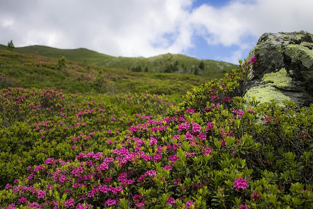高山玫瑰杜鹃