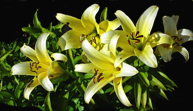 夏季花园百合花