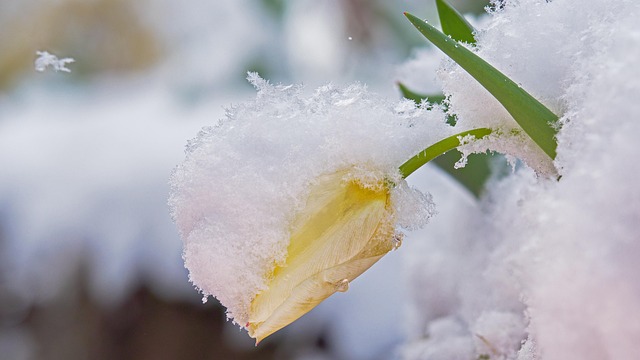 郁金香雪晶