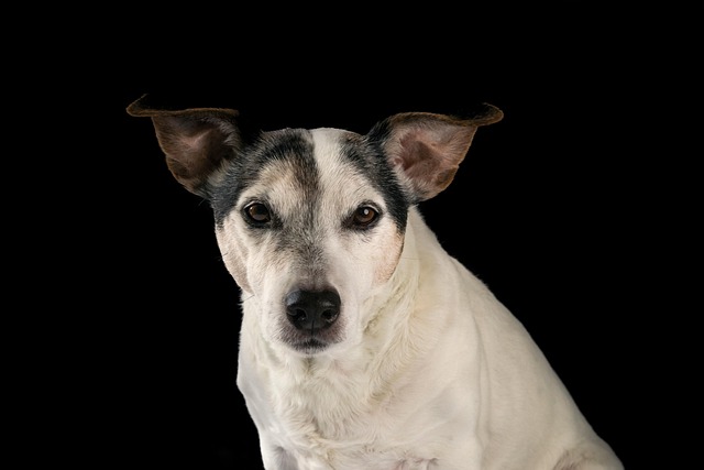 狗宠物杰克·拉塞尔梗犬