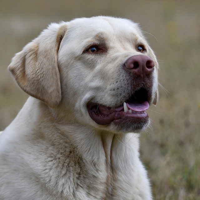 拉布拉多寻回犬宠物