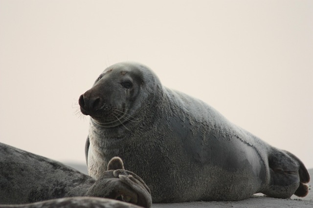 海豹海洋灰海豹哺乳动物