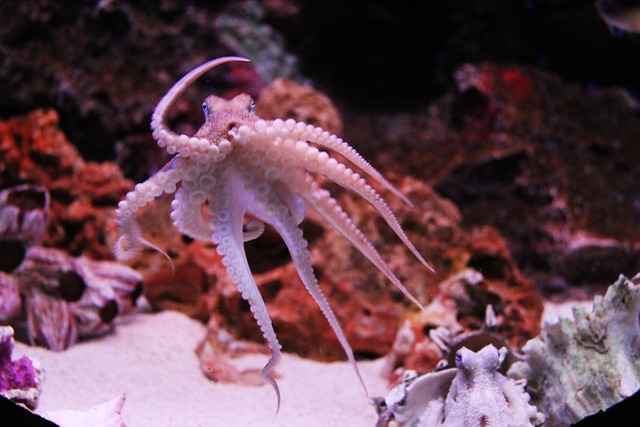 章鱼海怪海洋生物