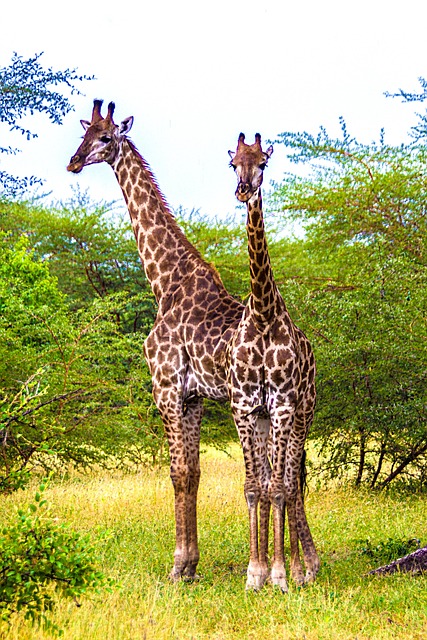 长颈鹿树动物哺乳动物区系